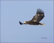 Stellers-Sea-Eagle;Sea-Eagle;Eagle;Flight;Juvenile;flying-bird;one-animal;close-